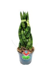 Sukulent,Sansevieria Cylindrica -Örgülü Paşa Kılıcı 6,5 cm saksıda -15+ cm Uzunluk -Teraryum,Kaktüs