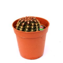 Echinocereus Pamanesii Büyük Mor Renk Çiçek Açan Kaktüs-5,5 cm Saksıda