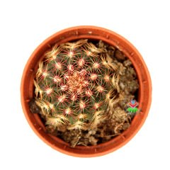 Echinocereus Pamanesii Büyük Mor Renk Çiçek Açan Kaktüs-5,5 cm Saksıda