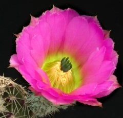 Echinocereus Pamanesii Büyük Mor Renk Çiçek Açan Kaktüs-5,5 cm Saksıda