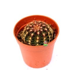 Echinocereus Pamanesii Büyük Mor Renk Çiçek Açan Kaktüs-5,5 cm Saksıda