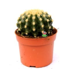 Altın Varil Kaktüs, Echinocactus Grusonii Intermedius-Minik Dikenli Özel Tür-8,5 cm Saksıda