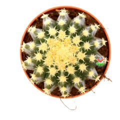 Altın Varil Kaktüs, Echinocactus Grusonii Intermedius-Minik Dikenli Özel Tür-8,5 cm Saksıda