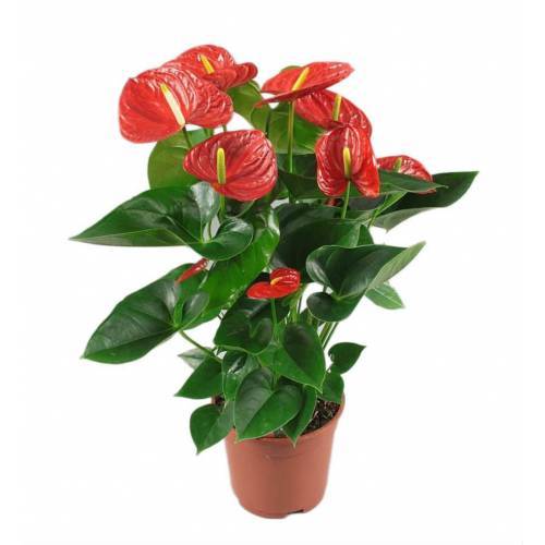 Anthurium Red Winner- Kırmızı Renk Antoryum -Kalp Şeklinde Bol Çiçekli -12 cm saksıda- Sukulent