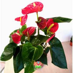 Anthurium Red Winner- Kırmızı Renk Antoryum -Kalp Şeklinde Bol Çiçekli -12 cm saksıda- Sukulent