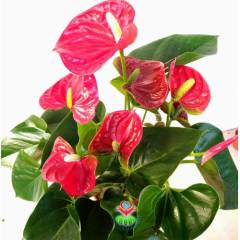 Anthurium Red Winner- Kırmızı Renk Antoryum -Kalp Şeklinde Bol Çiçekli -12 cm saksıda- Sukulent