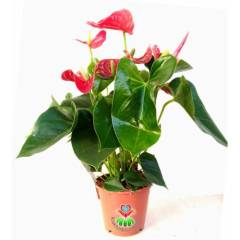Anthurium Red Winner- Kırmızı Renk Antoryum -Kalp Şeklinde Bol Çiçekli -12 cm saksıda- Sukulent