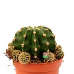 Echinopsis Oxygona Hybrid-12 cm Saksıda-Büyük Beyaz Çiçek Açar-Kaynana Topuzu