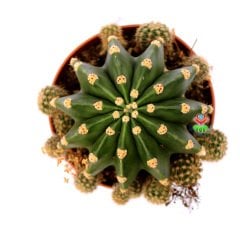 Echinopsis Oxygona Hybrid-12 cm Saksıda-Büyük Beyaz Çiçek Açar-Kaynana Topuzu