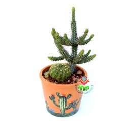 Teksas Konseptli Minyatür Saguaro Kaktüslü Tasarım- Seramik Çiçekli Kaktüs Desenli 12 cm Saksıda