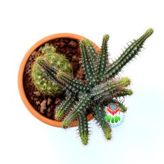 Teksas Konseptli Minyatür Saguaro Kaktüslü Tasarım- Seramik Çiçekli Kaktüs Desenli 12 cm Saksıda