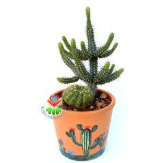 Teksas Konseptli Minyatür Saguaro Kaktüslü Tasarım- Seramik Çiçekli Kaktüs Desenli 12 cm Saksıda