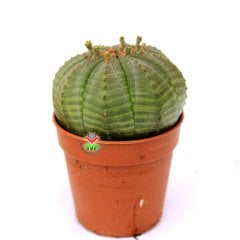 Euphorbia Obesa-Saksı Dolusu Dikensiz Top Kaktüs-Nadir Tür-8 cm Saksıda