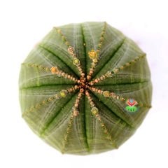 Euphorbia Obesa-Saksı Dolusu Dikensiz Top Kaktüs-Nadir Tür-8 cm Saksıda