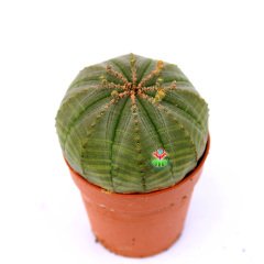 Euphorbia Obesa-Saksı Dolusu Dikensiz Top Kaktüs-Nadir Tür-8 cm Saksıda