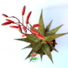 Sukulent, Aloe Orange Marmalade-Güneşte Turunculuğu Artar-12 Saksıda Büyük Boy-Gerçek Çiçekli