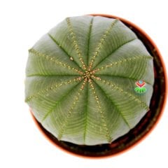 Euphorbia Obesa-Büyük Boy Dikensiz Top Kaktüs-Nadir Tür-8,5 cm Saksıda ithal