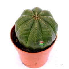 Euphorbia Obesa-Büyük Boy Dikensiz Top Kaktüs-Nadir Tür-8,5 cm Saksıda ithal