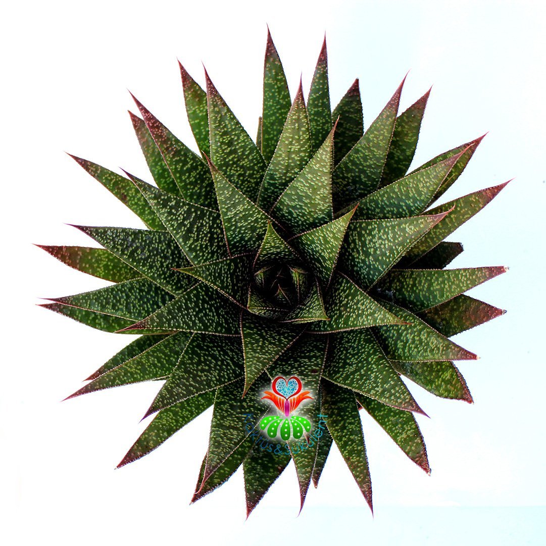 Dev Sukulent, Gasteria Flow-Geometrik Simetrik Formlu-18 cm Saksıda-Beyaz Noktalı Sert Yapraklı