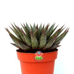 Dev Sukulent, Gasteria Flow-Geometrik Simetrik Formlu-18 cm Saksıda-Beyaz Noktalı Sert Yapraklı