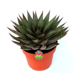 Dev Sukulent, Gasteria Flow-Geometrik Simetrik Formlu-18 cm Saksıda-Beyaz Noktalı Sert Yapraklı