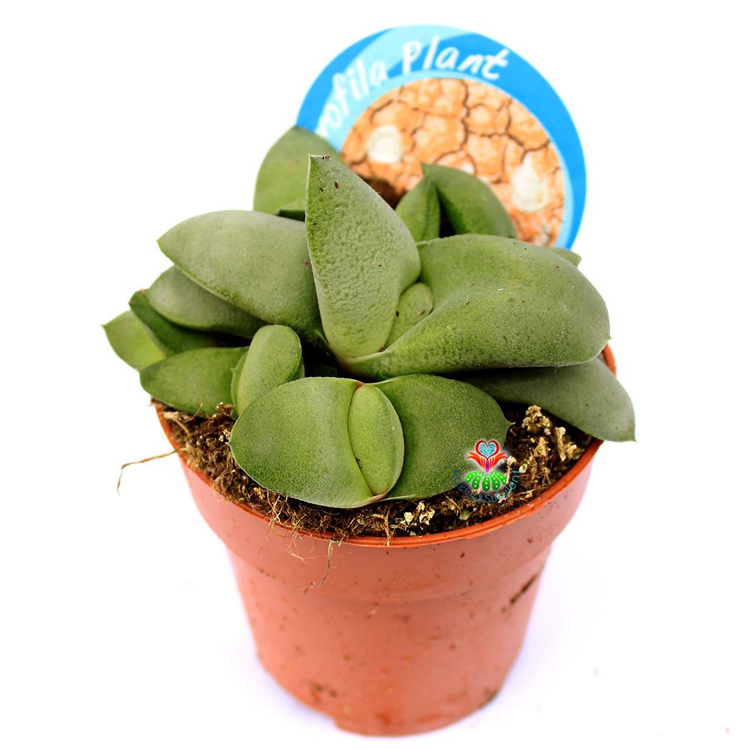 Gasteria Armstrongii -Özel Tür Sert Sukulent 8,5 cm Saksıda