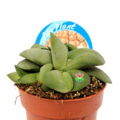 Gasteria Armstrongii -Özel Tür Sert Sukulent 8,5 cm Saksıda