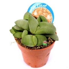 Gasteria Armstrongii -Özel Tür Sert Sukulent 8,5 cm Saksıda