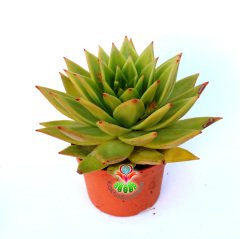 Sukulent, Echeveria Agavoides- Simetrik Sert Yeşil-Açık Turuncu Yapraklı-Büyük Boy 12 cm Saksıda