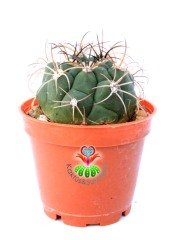 Gymnocalycium Pflanzii-Büyük Beyaz Çiçek Açar Kaktüs 8 cm Saksı Dolusu