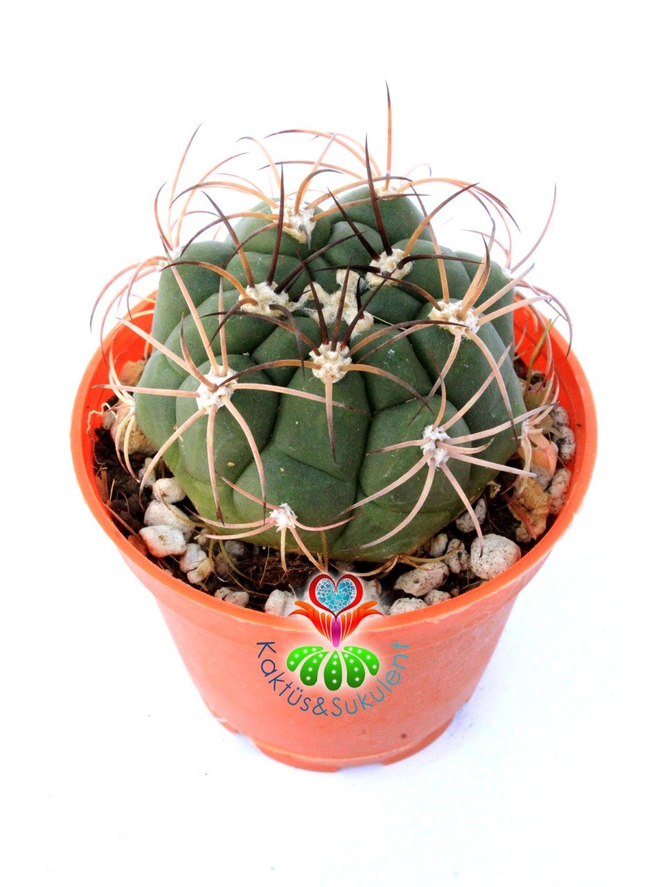 Gymnocalycium Pflanzii-Büyük Beyaz Çiçek Açar Kaktüs 8 cm Saksı Dolusu