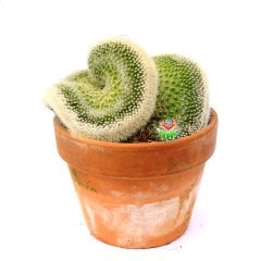 Mammillaria Spinosissima Cristata-Beyaz Renk Kıvrımlı Formda Kaktüs-12 cm Seramik Saksıda