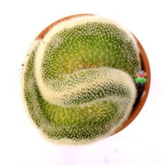 Mammillaria Spinosissima Cristata-Beyaz Renk Kıvrımlı Formda Kaktüs-12 cm Seramik Saksıda