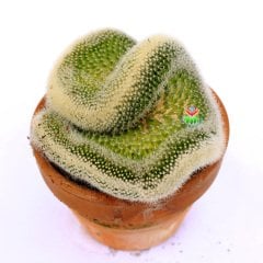 Mammillaria Spinosissima Cristata-Beyaz Renk Kıvrımlı Formda Kaktüs-12 cm Seramik Saksıda