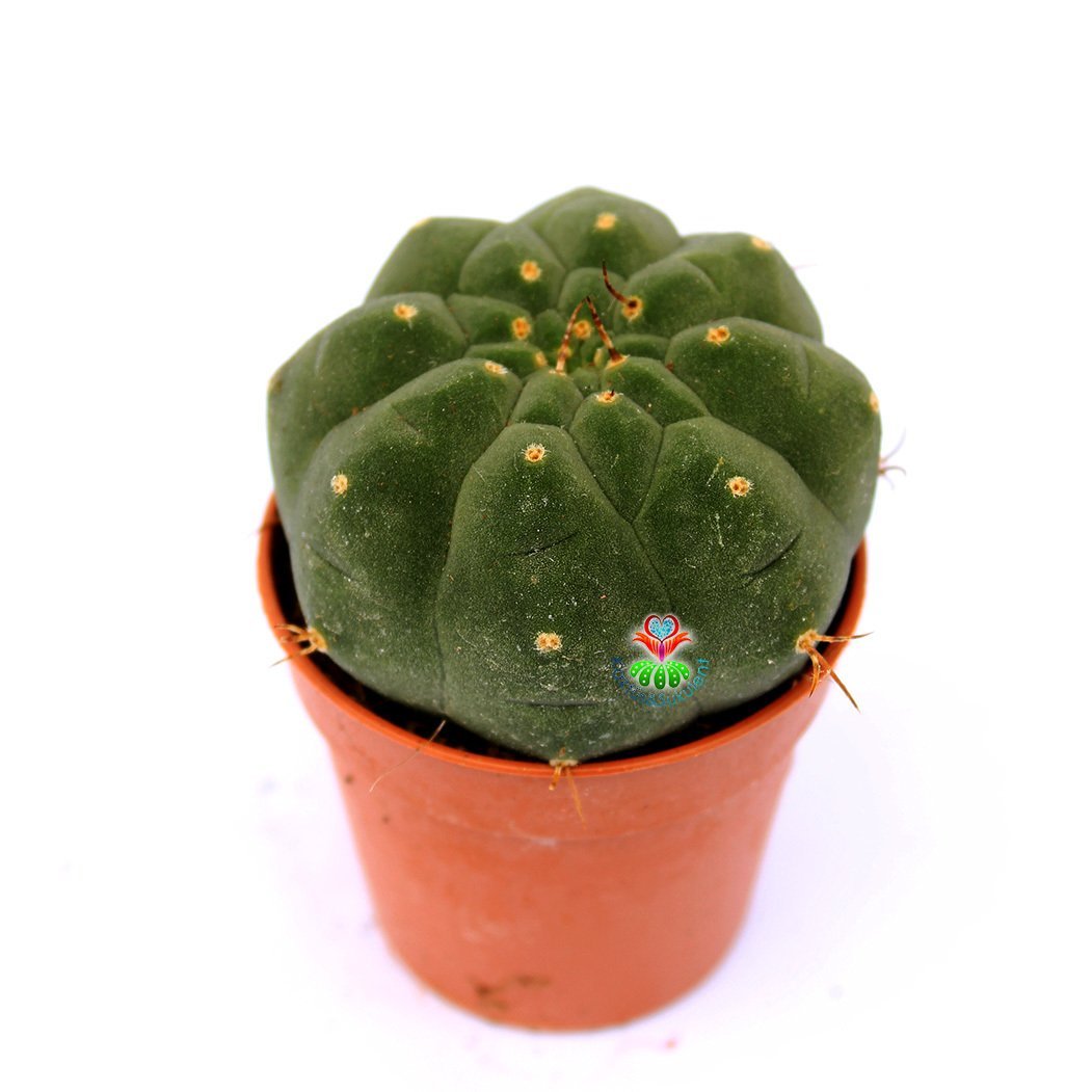 Matucana Madisoniorum-Kırmızı Renk Çiçek Açan Kaktüs-5,5 cm Saksıda ithal