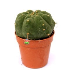 Matucana Madisoniorum-Kırmızı Renk Çiçek Açan Kaktüs-5,5 cm Saksıda ithal