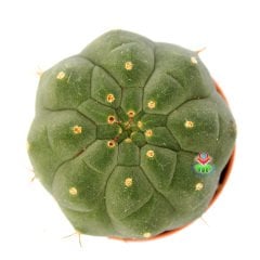 Matucana Madisoniorum-Kırmızı Renk Çiçek Açan Kaktüs-5,5 cm Saksıda ithal