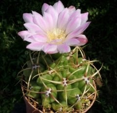 Kaktüs,Gymnocalycium Monvillei-Açık Pembe Renk Çiçek Açar-Sert Dikenli- 5,5 cm saksıda-Sukulent