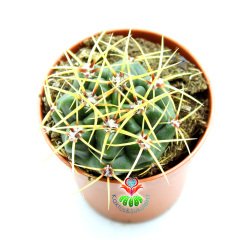 Kaktüs,Gymnocalycium Monvillei-Açık Pembe Renk Çiçek Açar-Sert Dikenli- 5,5 cm saksıda-Sukulent