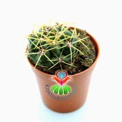 Kaktüs,Gymnocalycium Monvillei-Açık Pembe Renk Çiçek Açar-Sert Dikenli- 5,5 cm saksıda-Sukulent