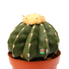 Melocactus Maxonii Inermis-Dikensiz Pamuk Şapkalı Özel Tür Kaktüs-14 cm Saksıda