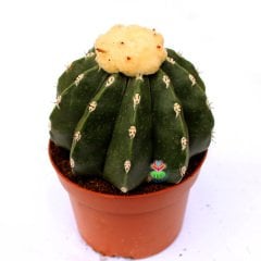 Melocactus Maxonii Inermis-Dikensiz Pamuk Şapkalı Özel Tür Kaktüs-14 cm Saksıda