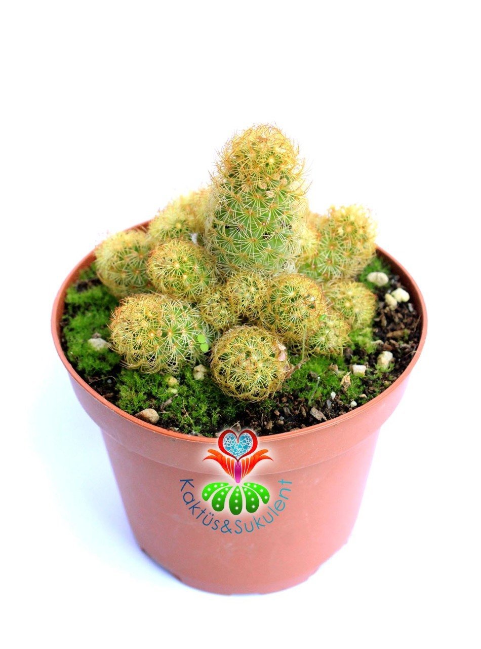 Parmak Kaktüs,Mammillaria Elongata-Minik  Beyaz Renk Çiçek Açar-İçe Dönük Dikenli- 10,5 cm saksıda super fiyat