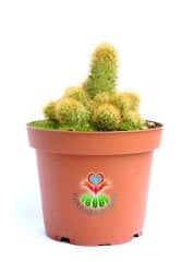 Parmak Kaktüs,Mammillaria Elongata-Minik  Beyaz Renk Çiçek Açar-İçe Dönük Dikenli- 10,5 cm saksıda super fiyat