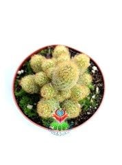 Parmak Kaktüs,Mammillaria Elongata-Minik  Beyaz Renk Çiçek Açar-İçe Dönük Dikenli- 10,5 cm saksıda super fiyat