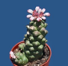 Monadenium Ritchiei-Özel Tür Pembe Çiçek Açan Sukulent 8,5 cm Saksıda