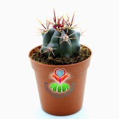 Kaktüs,Ferocactus Cylindraceus var. Tortulispinus-Mor Renk Dikenli- 5,5 cm saksıda-Sukulent