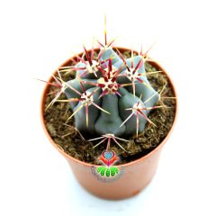 Kaktüs,Ferocactus Cylindraceus var. Tortulispinus-Mor Renk Dikenli- 5,5 cm saksıda-Sukulent