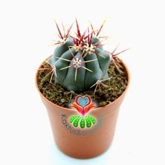 Kaktüs,Ferocactus Cylindraceus var. Tortulispinus-Mor Renk Dikenli- 5,5 cm saksıda-Sukulent