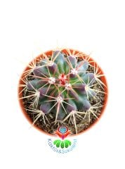 Ferocactus Diguetii -Fuşya Renk Çiçek Açar Mor Renk Dikenli- 8,5 cm saksıda-Sukulent